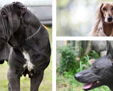 Top 20+ Most Expensive Dog Breeds In The World