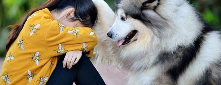 20+ Telltale Signs Your Dog Has Fallen in Love With You!