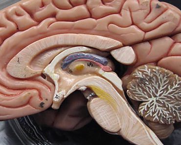 Are You Doing These Three Brain-Damaging Habits Daily?