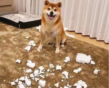 狗狗不同行為背後的真相