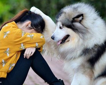 狗狗如果常做這20+個動作，證明牠已經愛上你！